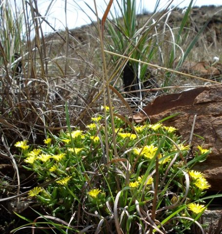 Delosperma leendertziae living with grass